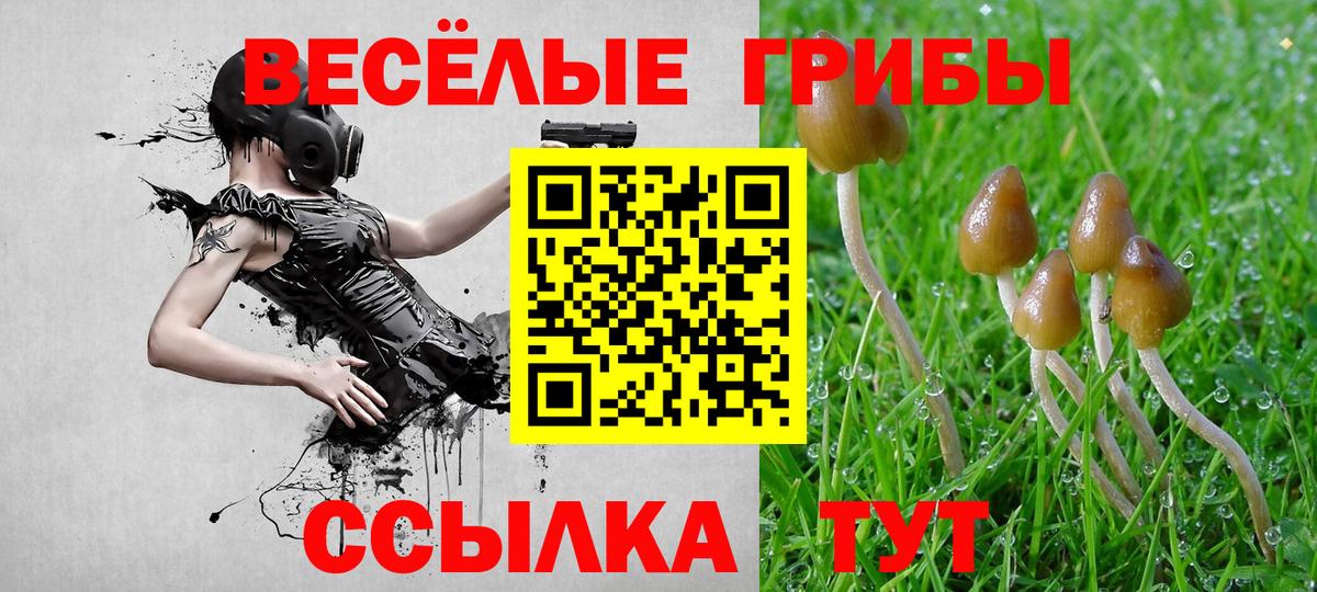 Галлюциногенные грибы Psilocybine cubensis Минусинск